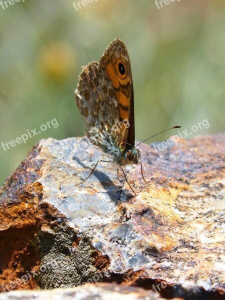 Lasiommata Megera Butterfly Saltacercas Butterfly Folded Wings Margenera