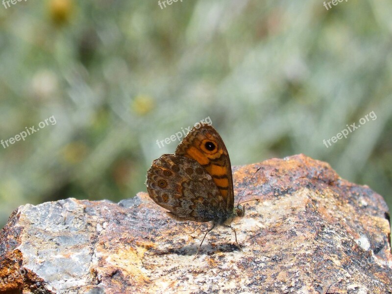 Lasiommata Megera Butterfly Saltacercas Butterfly Folded Wings Margenera