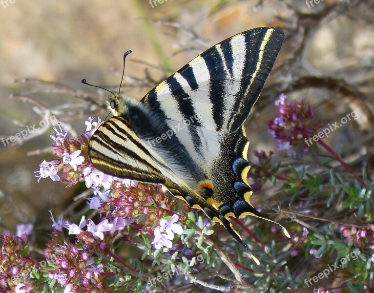 Machaon Butterfly Queen Butterfly Papilio Machaon Detail