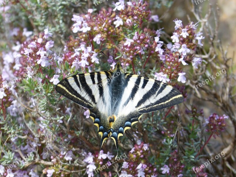 Papilio Machaon Machaon Butterfly Queen Butterfly Free Photos