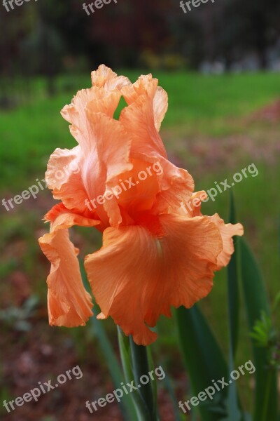 Iris Orange Peach Flower Plant