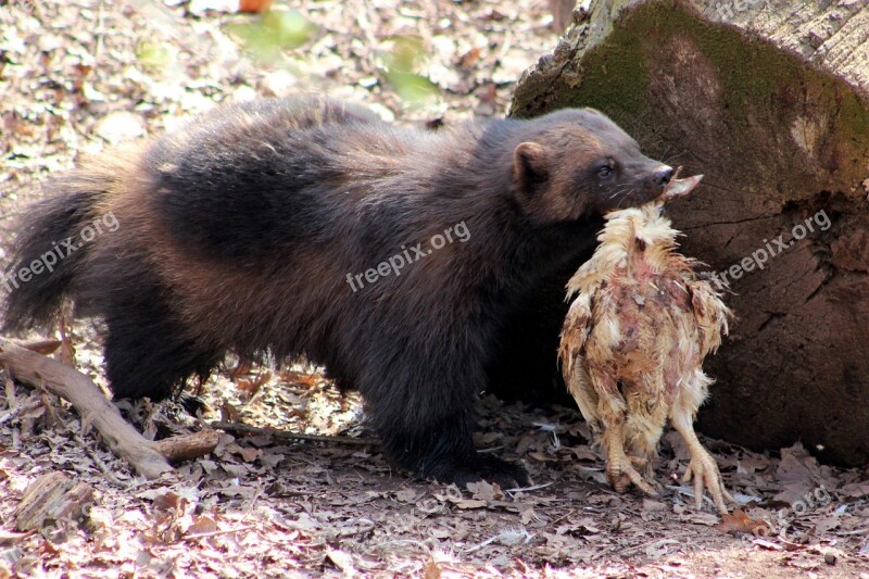 Wolverine Animal Zoo Bear Mammal