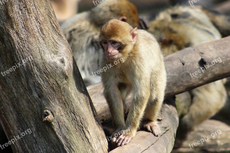 Monkey Macaque Zoo Chomutov Range Brown