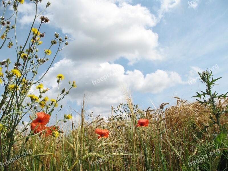 Summer Flower Red Weed Plant Color