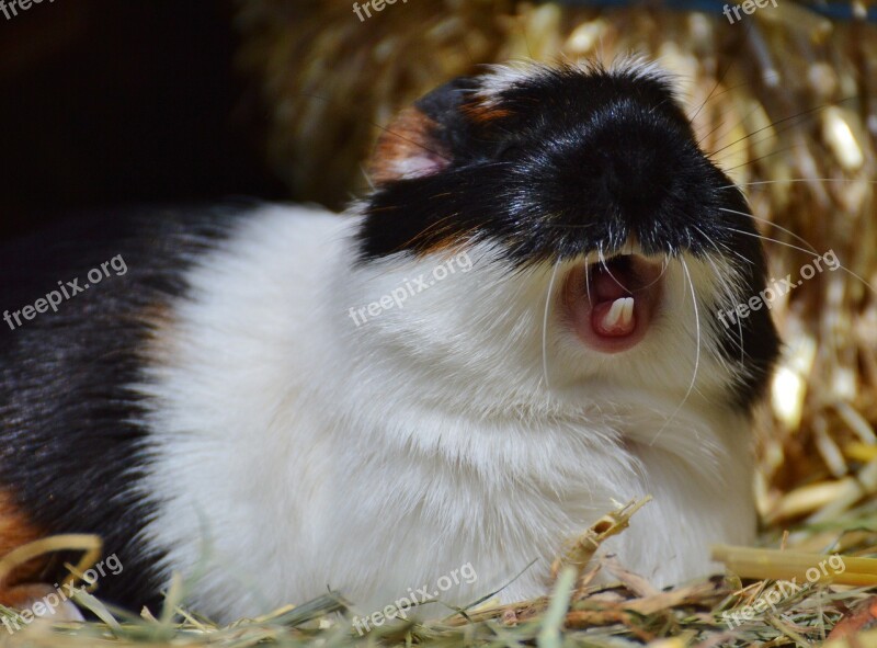 Guinea Pig Wildpark Poing Yawn Tired Cute