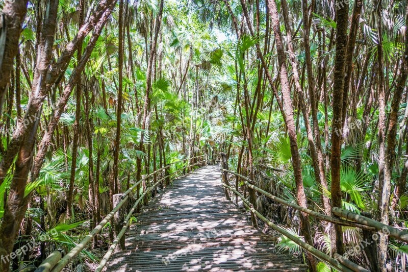 Belize Bacab Jungle Park Walkway Path Central