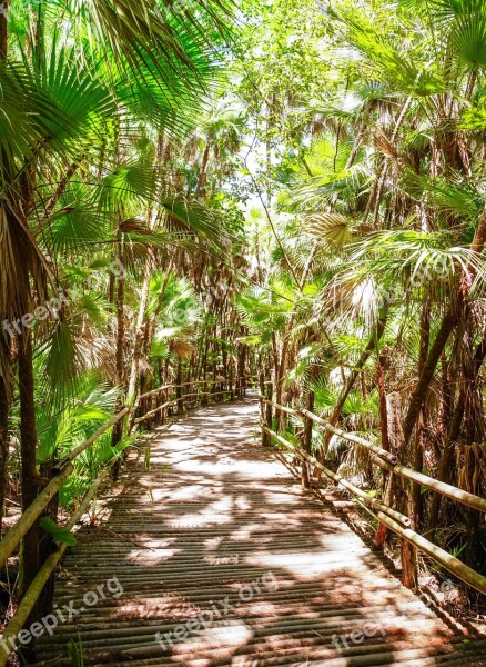 Belize Bacab Jungle Park Walkway Path Central