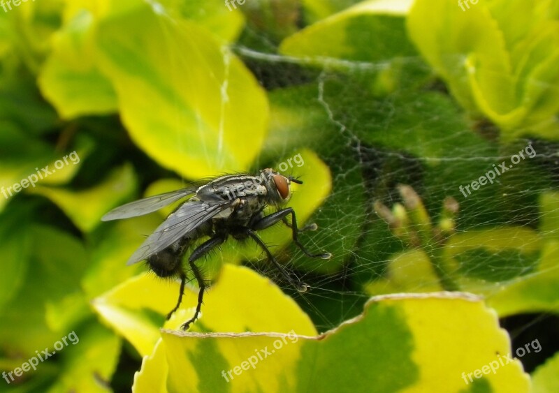 Macro Fly Insect Cobweb Free Photos