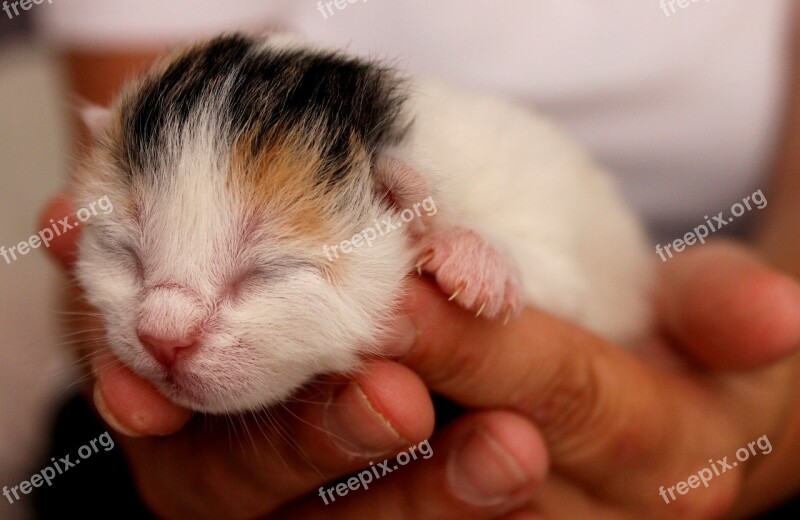 Kitten Babies Eyes Closed Sweet Free Photos