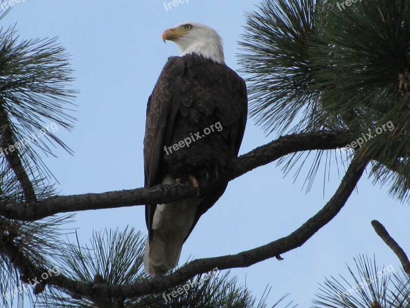 Bald Eagle Tahoe Eagle Free Photos