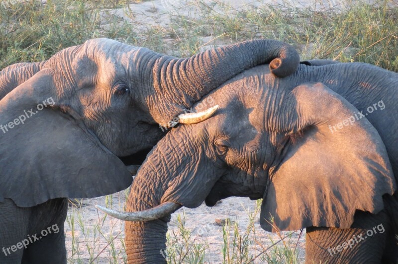 Elephants Frolic Sunset South Africa Kruger