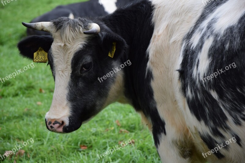 Cow Black White Animal Pasture Grass