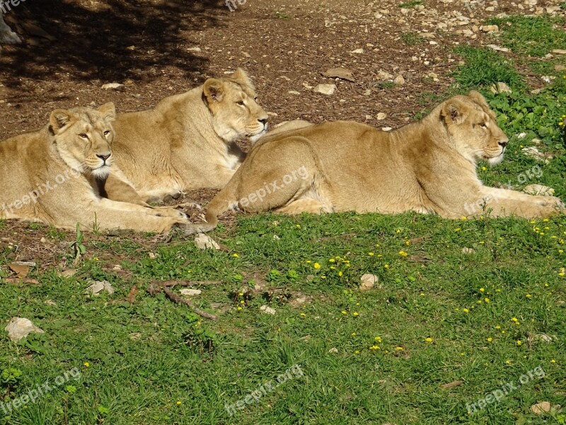 Lionesses Savannah Africa Animal Animals