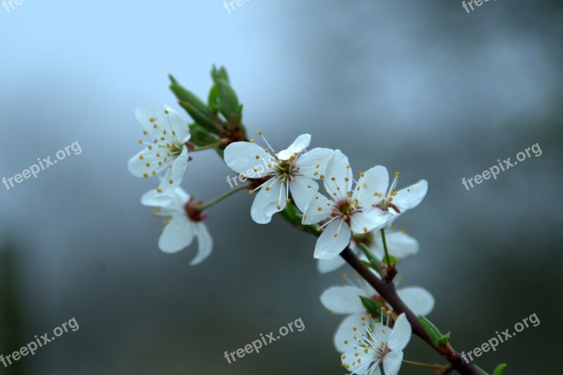 Flower Fruit Tree Apple Cherry Blossom