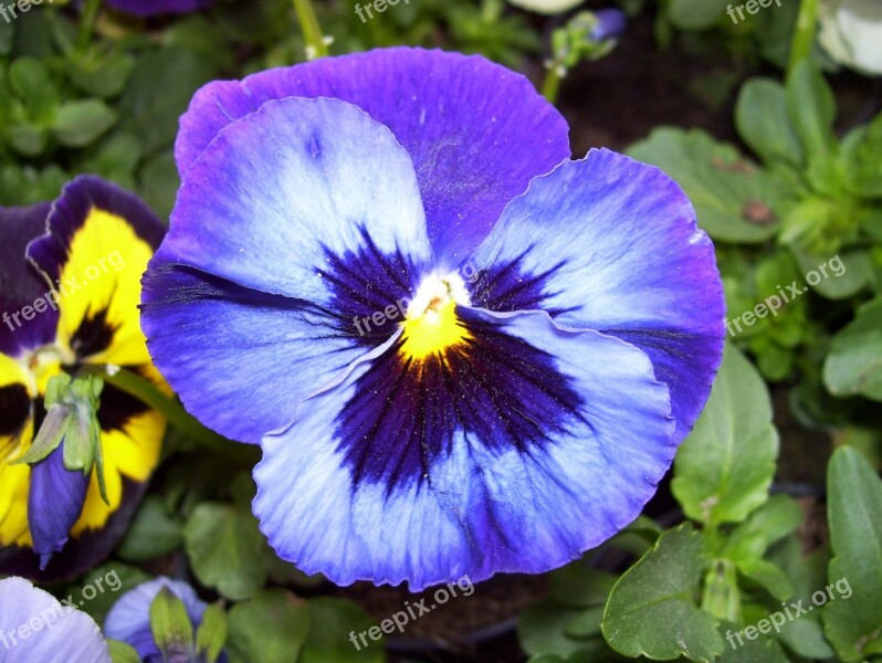 Pansy Pansies Flowers Spring Garden