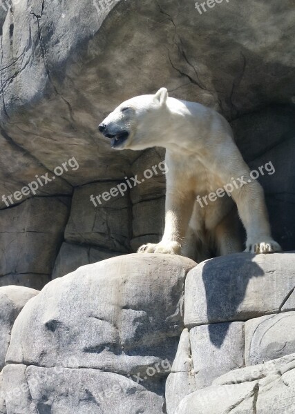 Polar Bear Zoo Hamburg Rock Animal