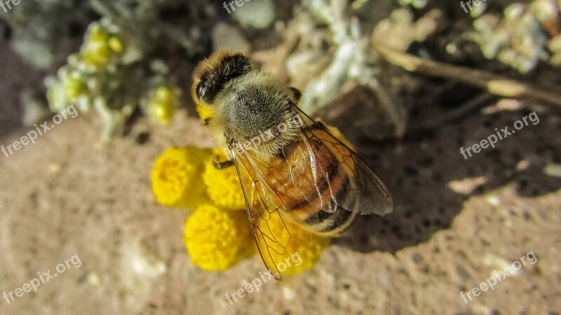 Bee Insect Nature Animal Macro