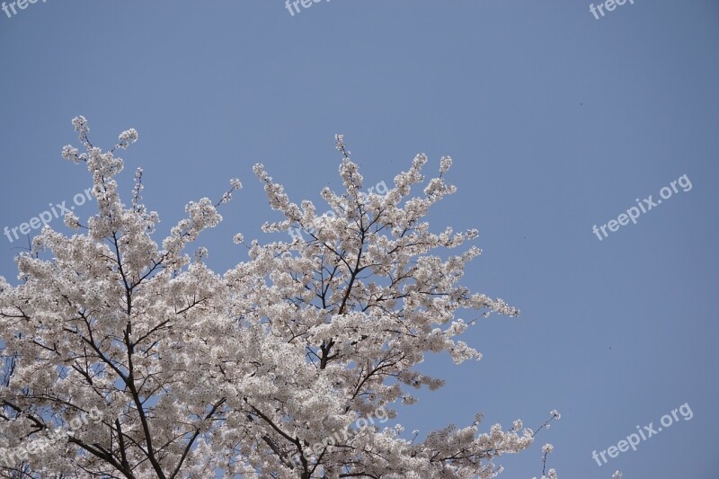 Spring Cherry Blossom Cherry Tree Sakura Sky