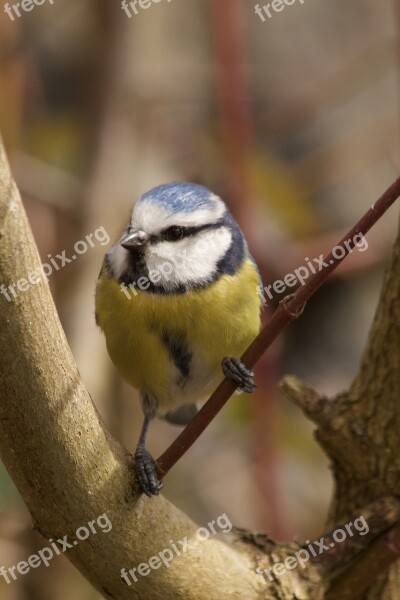 Blue Tit Spring Bird Animal Nature