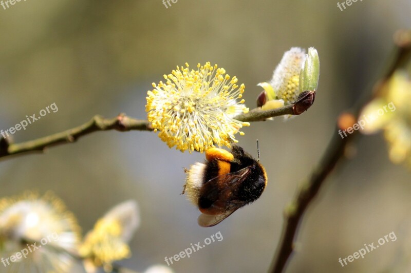 Hummel Bombus Bee Insect Animal