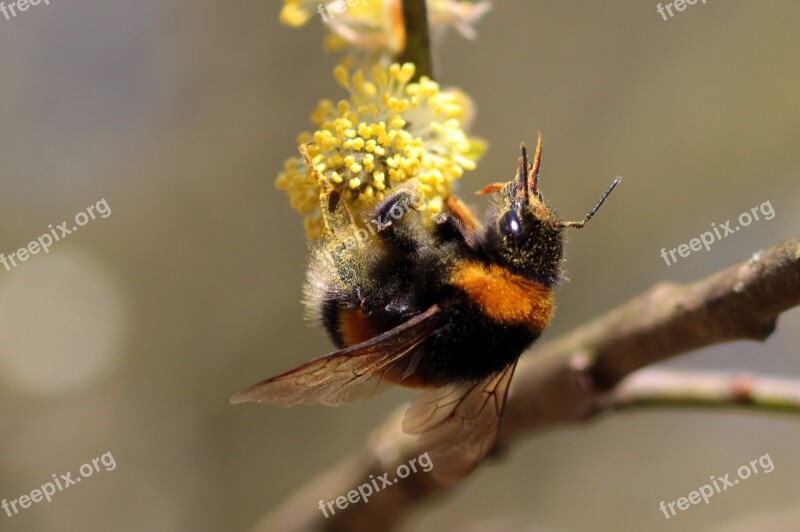 Hummel Bombus Bee Insect Animal