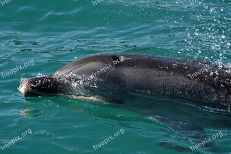 Dolphin Mammal Marine Mammals Meeresbewohner Animal