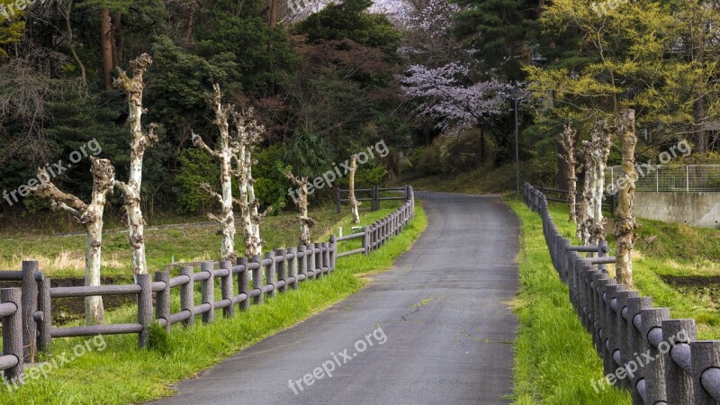 Lane Ye Tian Dead Tree Wild Cool Extension