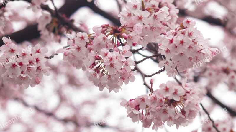 Cherry Blossoms Beautiful Pink Spring Beautiful Port