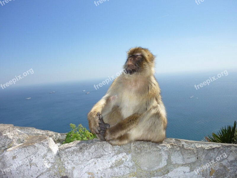 Monkey Gibraltar Monkey Mountain Self Confidence Free Photos