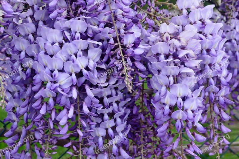 Flower Violet Wisteria Blossom Bloom