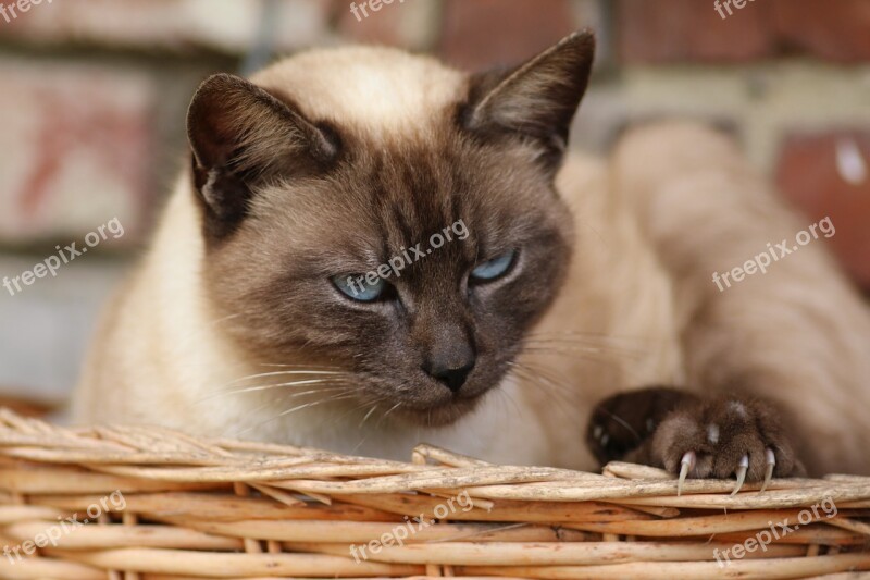 Siamese Cat Cat Head Pet Animal