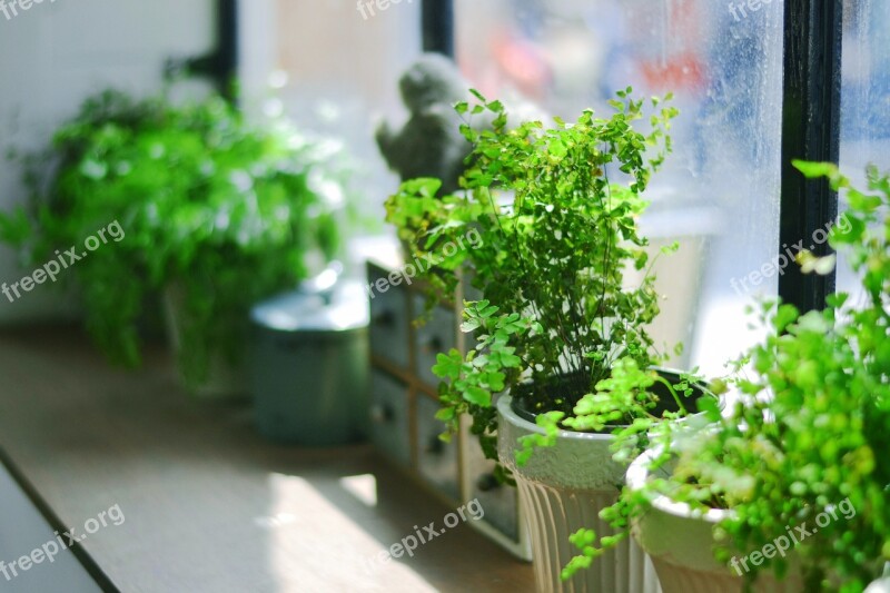 The Scenery Potted Plants Plant Free Photos