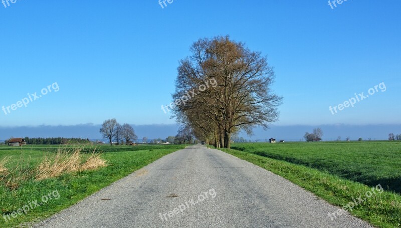 Road Away Trees Avenue Nature