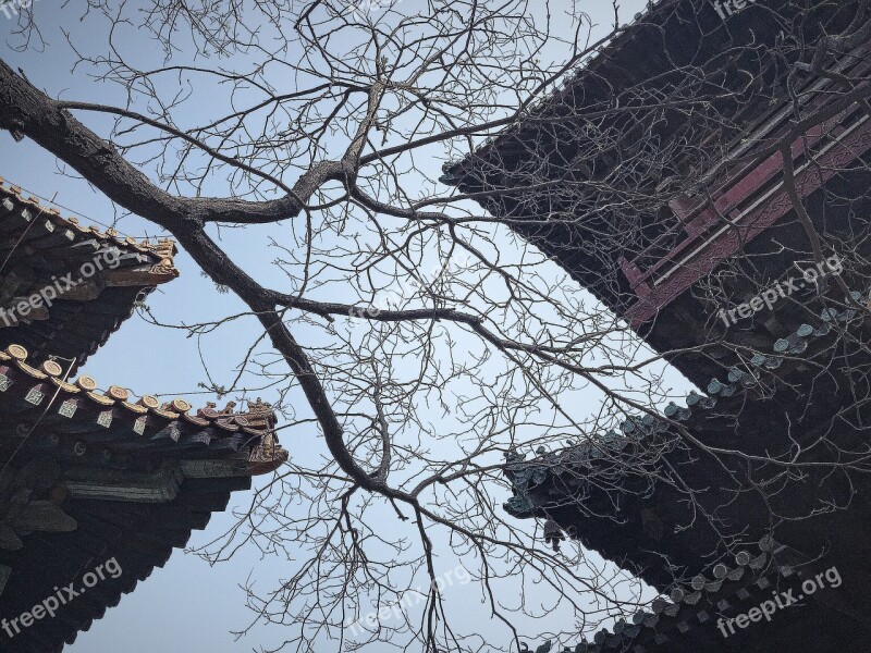 The Leaves Ancient Architecture Sky Free Photos