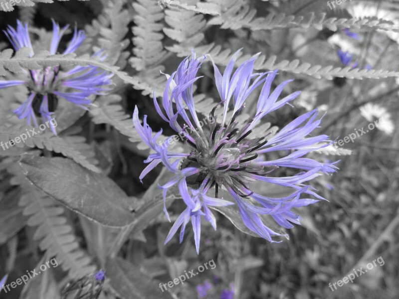 Knapweed Flower Blueberry Free Photos