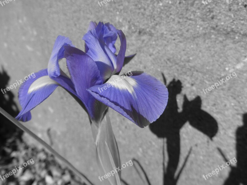 Iris Flower Violet Free Photos