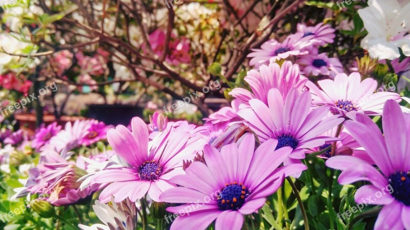 Wild Flowers Purple Flower Outdoor Bright Daisy