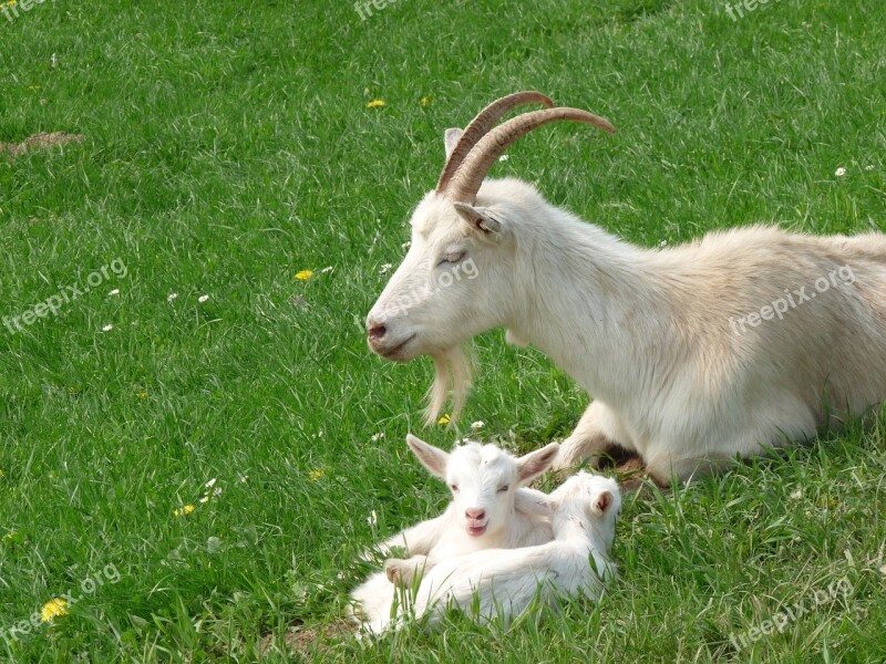 Goats Kid Domestic Goat Free Photos