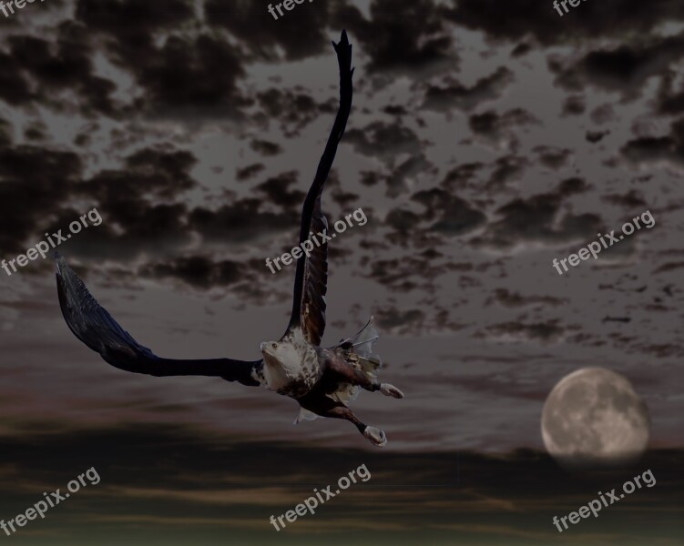 Adler Bald Eagle Moon Sky Clouds