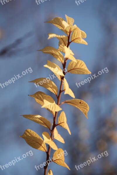 Autumn The Leaves Leaf Free Photos