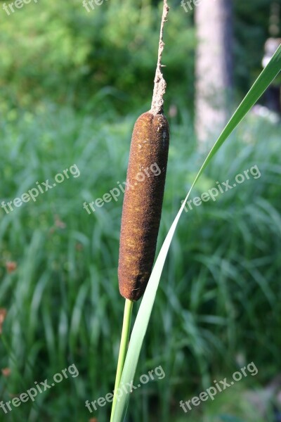 Cattail Swamp Nature Free Photos