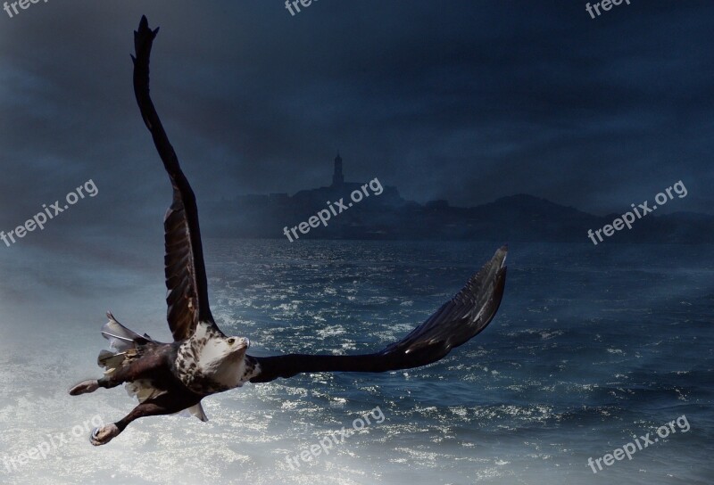 Adler Bald Eagle Sea Bird Animal