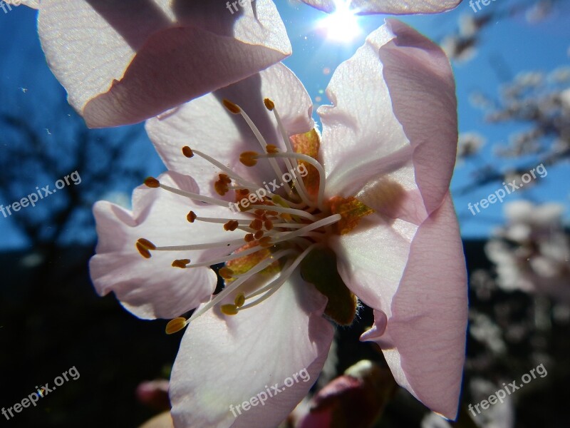 Almond Blossom Macro Spring Free Photos