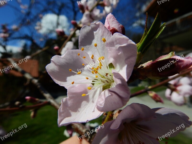 Almond Blossom Macro Spring Free Photos