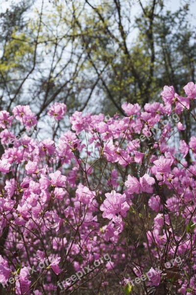 Azalea Spring Flowers Spring Mountain Nature Korea