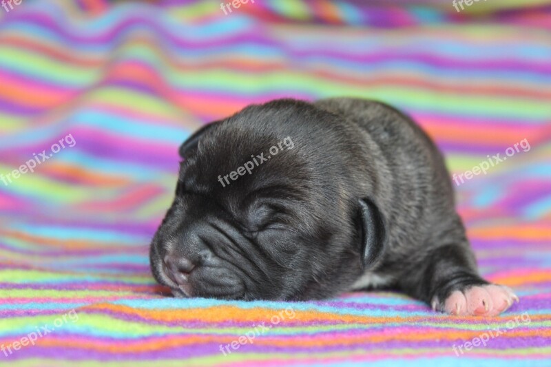 Puppy Colorful Animal Newborn Little