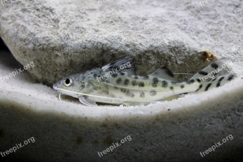 Pictus Catfish Aquatic Free Photos