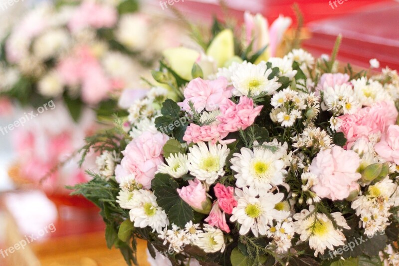 Gerbera Flowers Flowers Spring White Pink