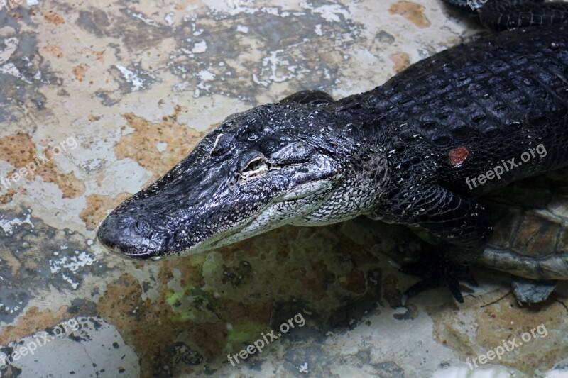 Alligator Reptile Zoo Gator Free Photos