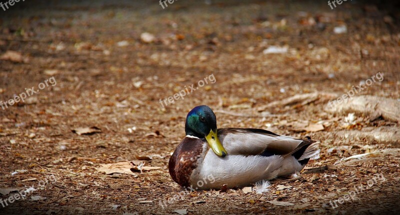 Duck Birds Nature Pond Waterfowl